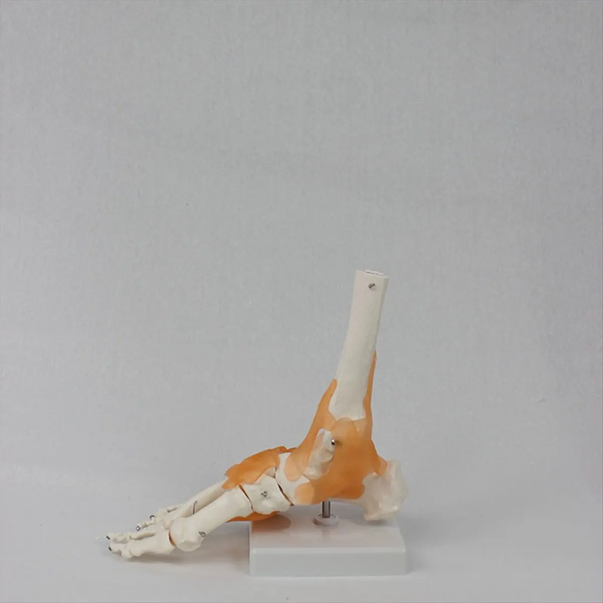 a01r]-foot-joint-model-with-ligaments-human-anatomy-model-life-size-medical-teaching-equipment