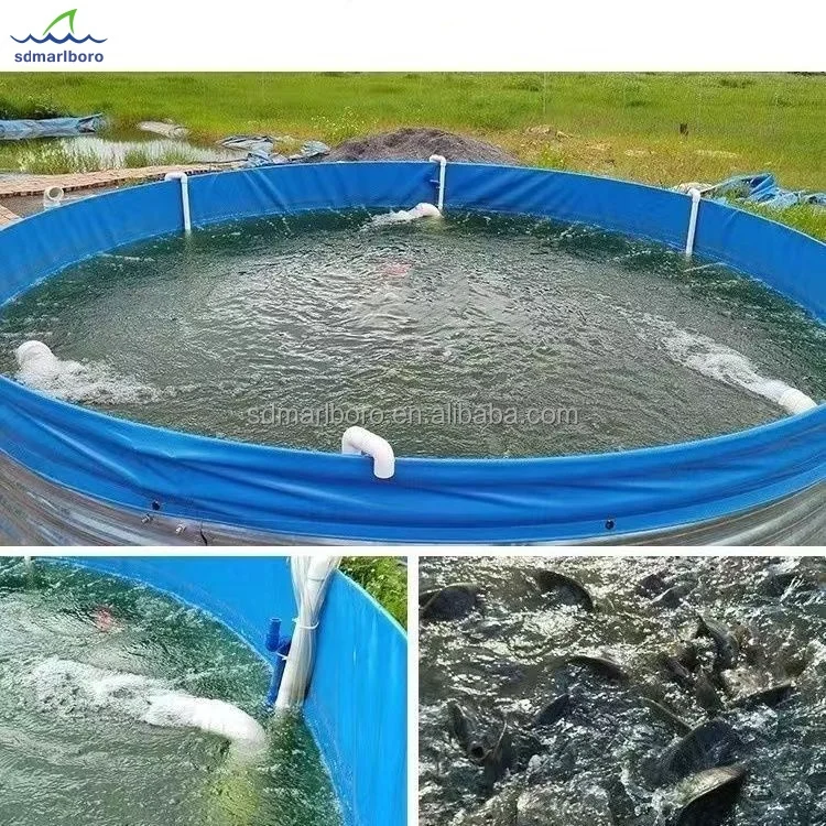 AIROW Tilapia Shrimp Farm Ras Recirculating Fish Farming Equipment Above Ground Psiculture Aquaculture Systems