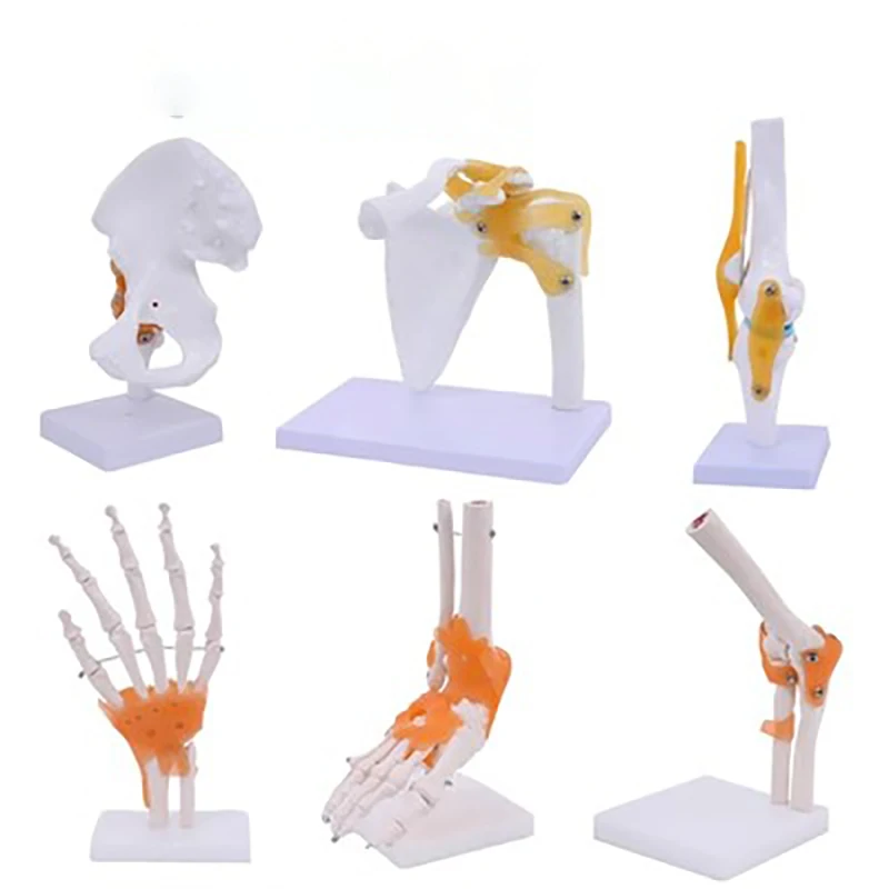 Human knee joints shoulder joints elbow joints hand joints foot joints hip joints model 1:1 bone model ornaments