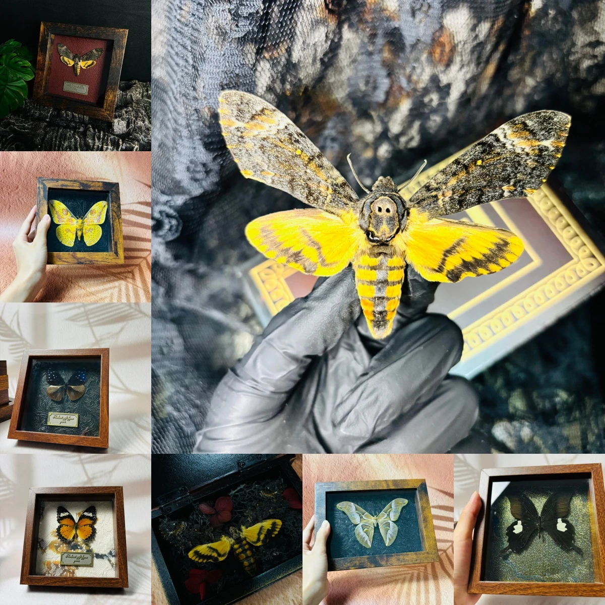 

2051 Wholesale 1/5/10pcs Death-headed Eagle Moth Gift Specimen Painting Gothic Art Creepy Weird Halloween Supplies Silent Lamb