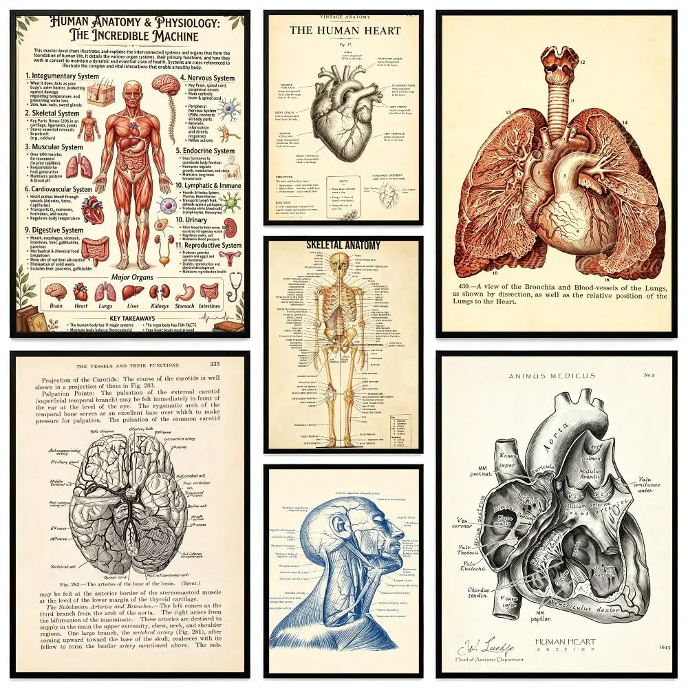 Art Retro Human Organ Chart Poster Poster HD Printing Modern Minimalist Style Wall Art Home Decor For Office Bedroom Gift