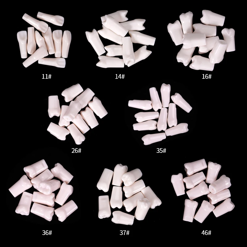5pcs Dental model, simulated pulp teeth, single teaching resin teeth, oral dental practice model teeth