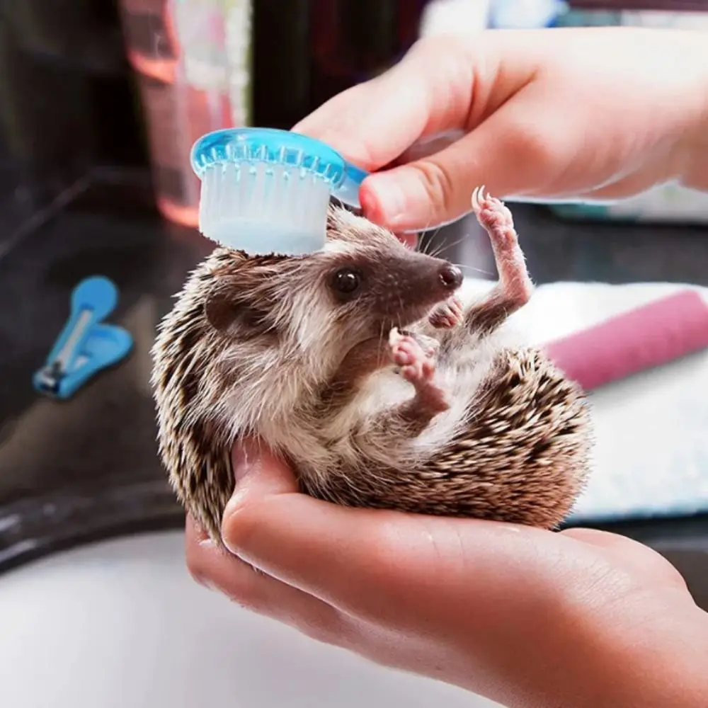 Spazzola morbida per criceti piccola Spazzola per capelli lunghi Testa tonda Orso dorato Pettine per pulizia Spazzola per pulizia criceti in plastica Spazzola da bagno riccio