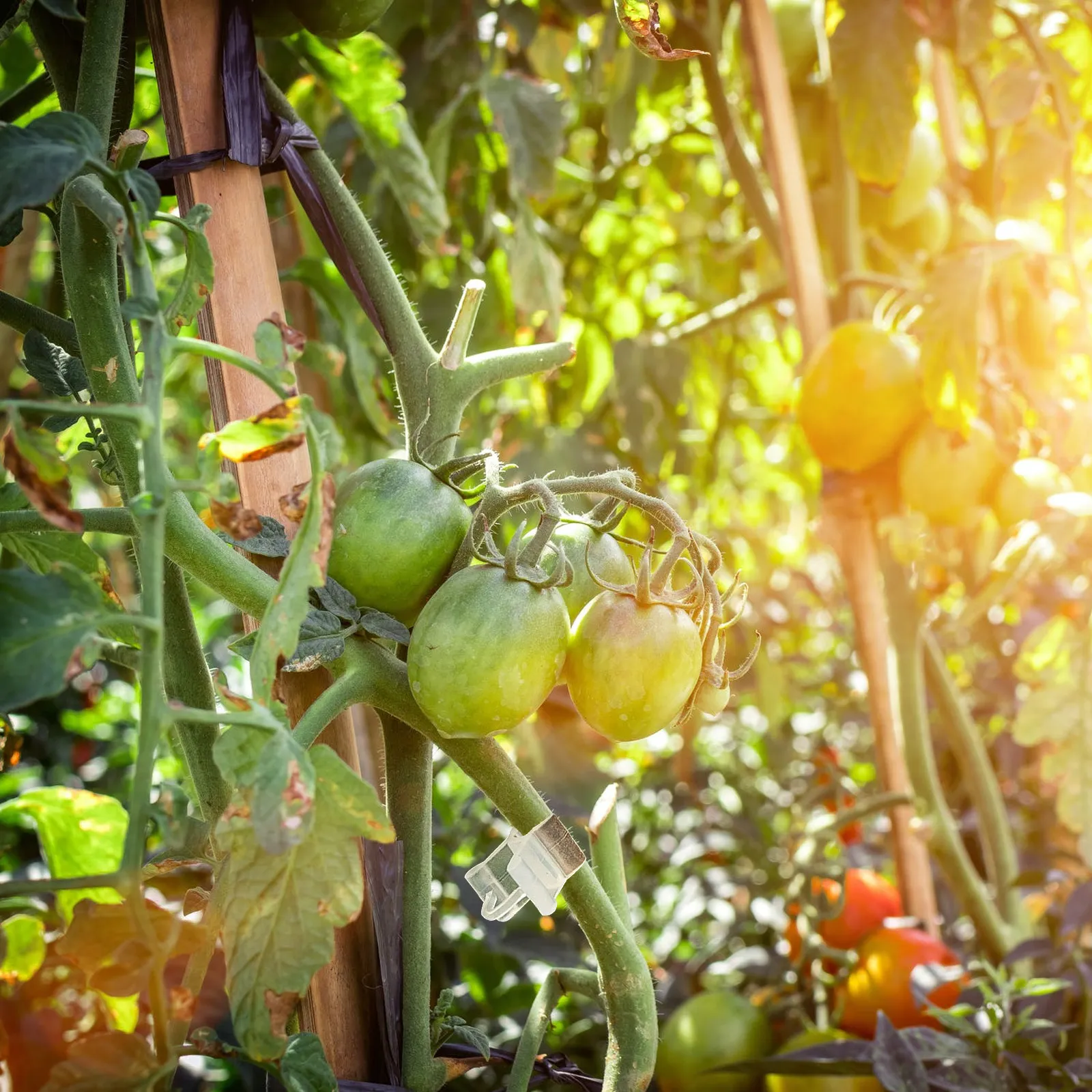200 unidades de clipes para en - Vertical Planter avaliação e preço