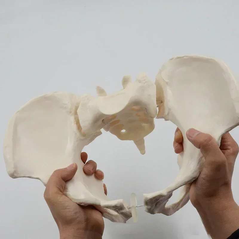 1:1 Movable Pelvis Model Sacrum Hip Bone Female Pelvic Bone Can Bend Human Skeleton Anatomy Pelvic Floor Muscles