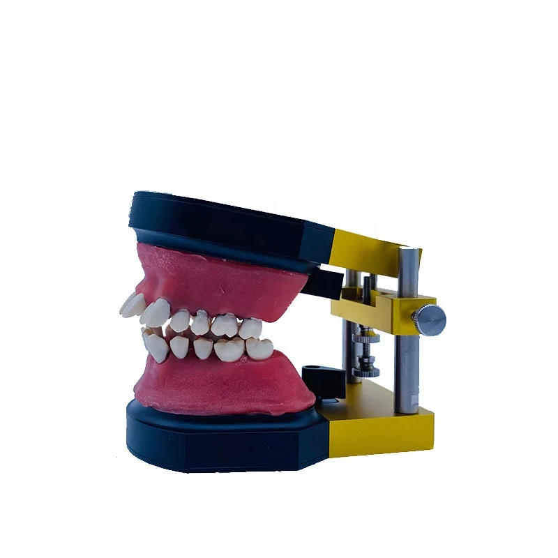 Aparato de ortodoncia YTYIN, equipo de soporte de Metal para enseñanza, soporte totalmente de Metal, modelo de dientes, modo modelo Ortho
