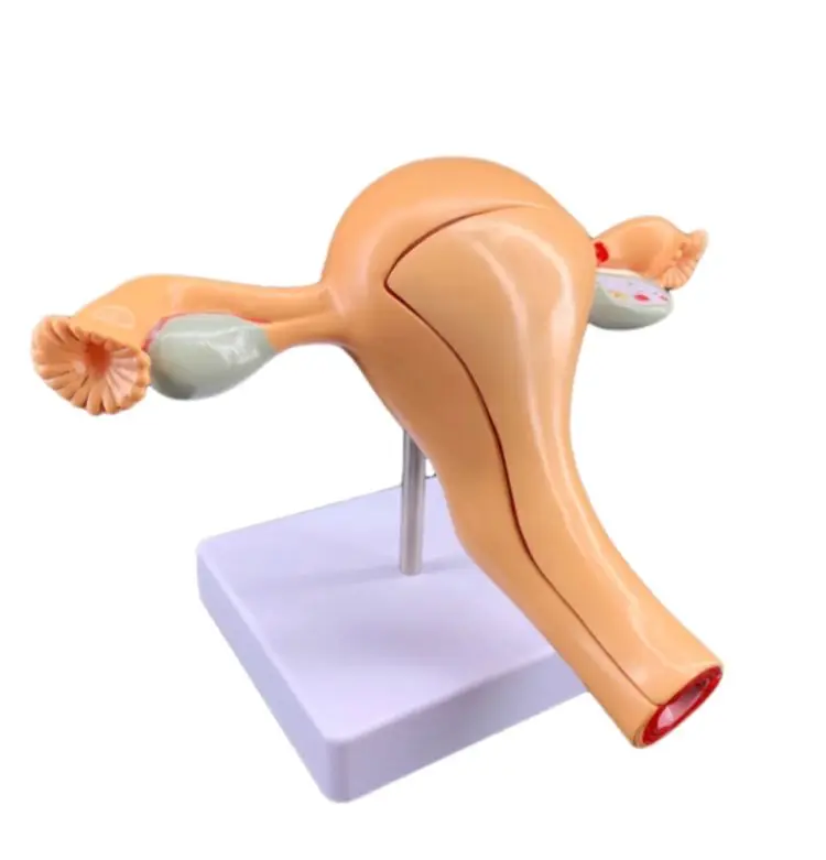 Life Size Female Anatomy Model Normal Uterus Reproductive System Medical Teaching Education Model