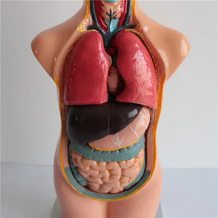 Teaching equipment, biological teaching model, juvenile human body half-body model, height 45cm