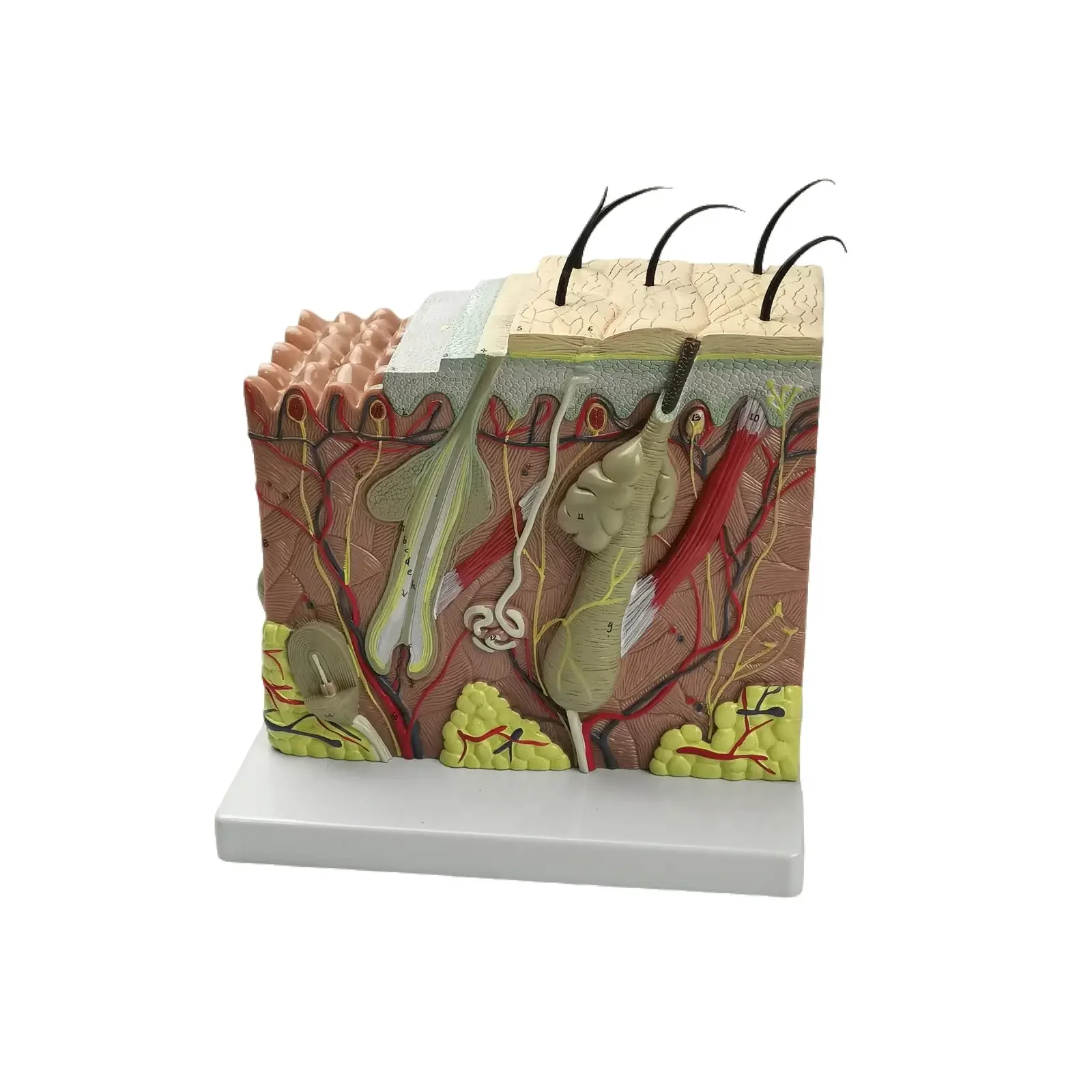 PVC 70X Life Size Anatomical Human Skin Block Model Medical Dermatology Anatomy