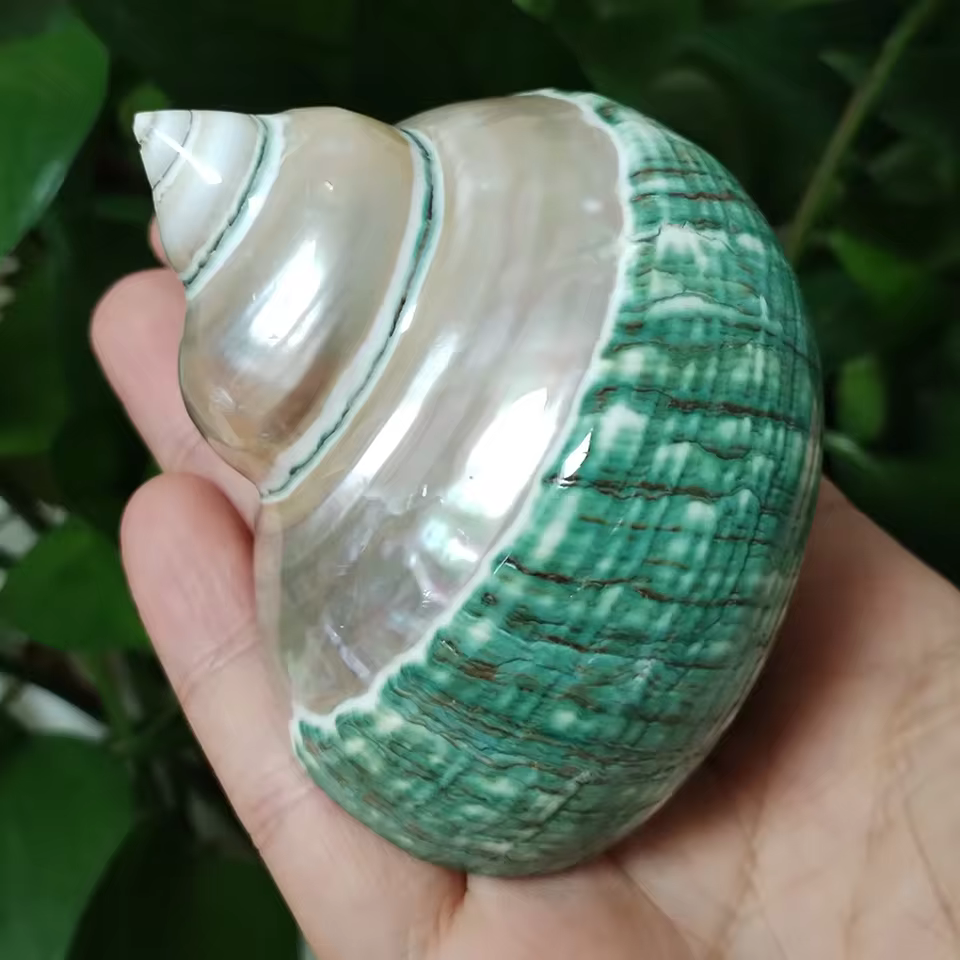 4. 녹색 터보 쉘 ..