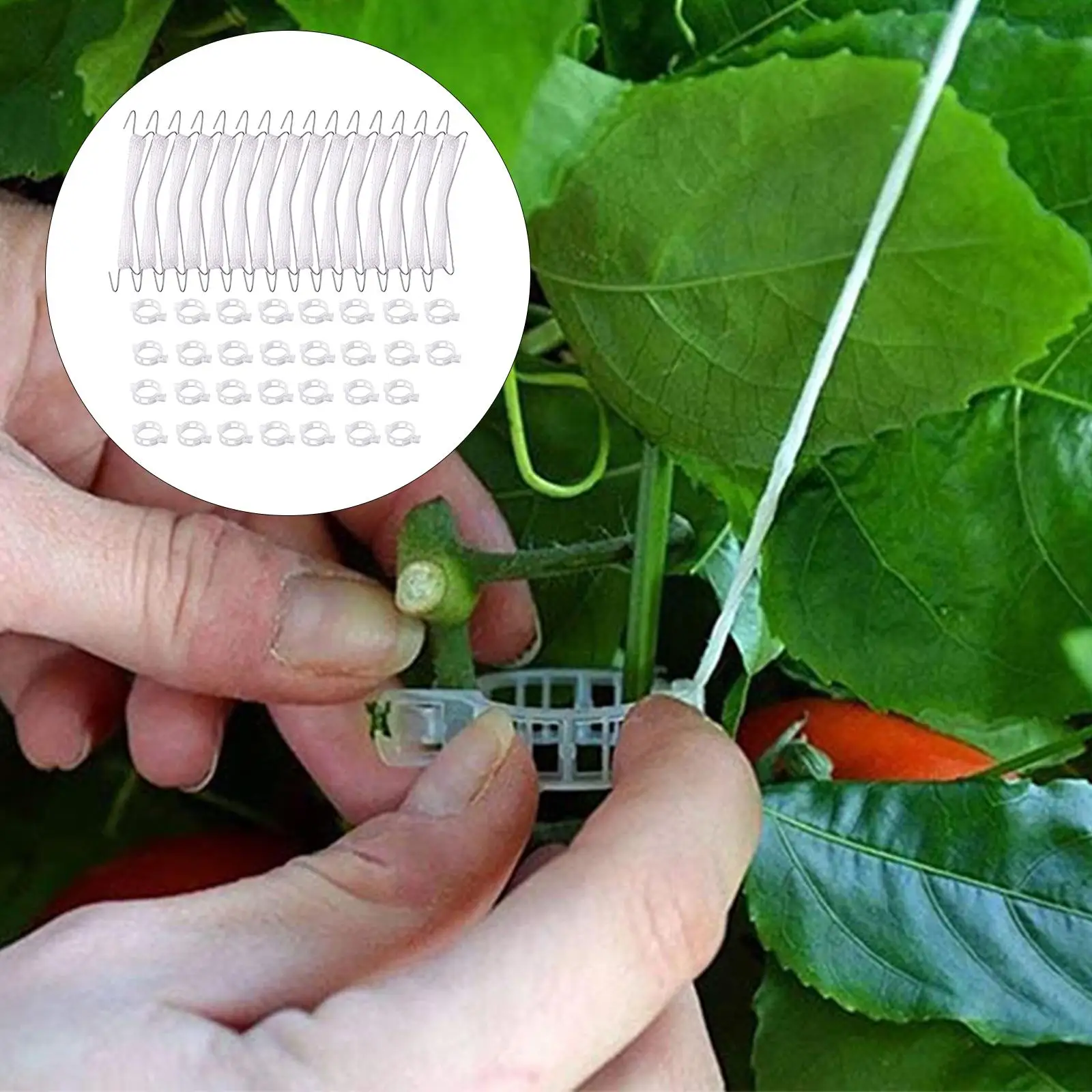 

Plant Climbing Hooks Pinching Falling Off with Twine Tomato Double Hook