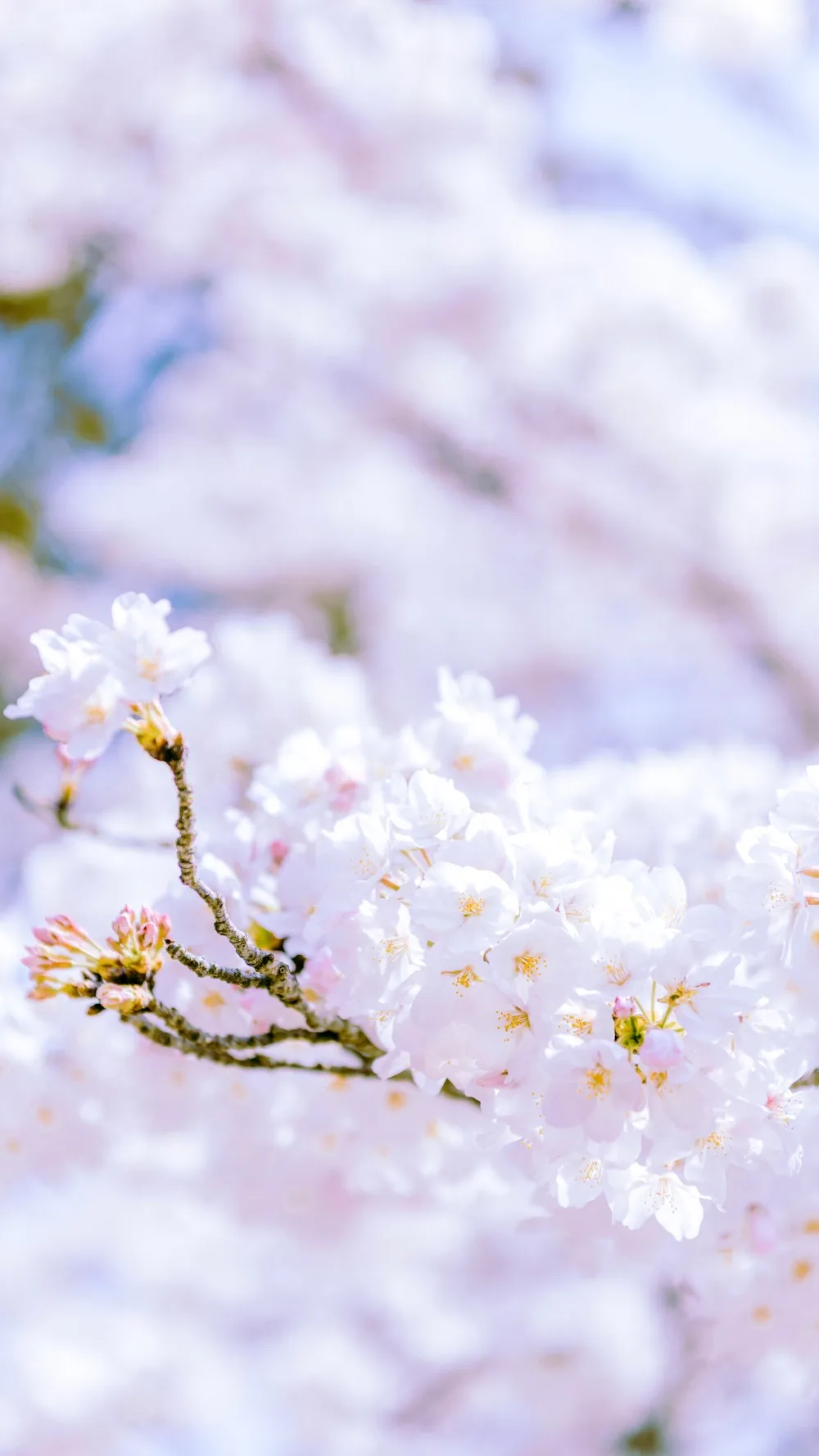 Aluminum Chassis Fr…