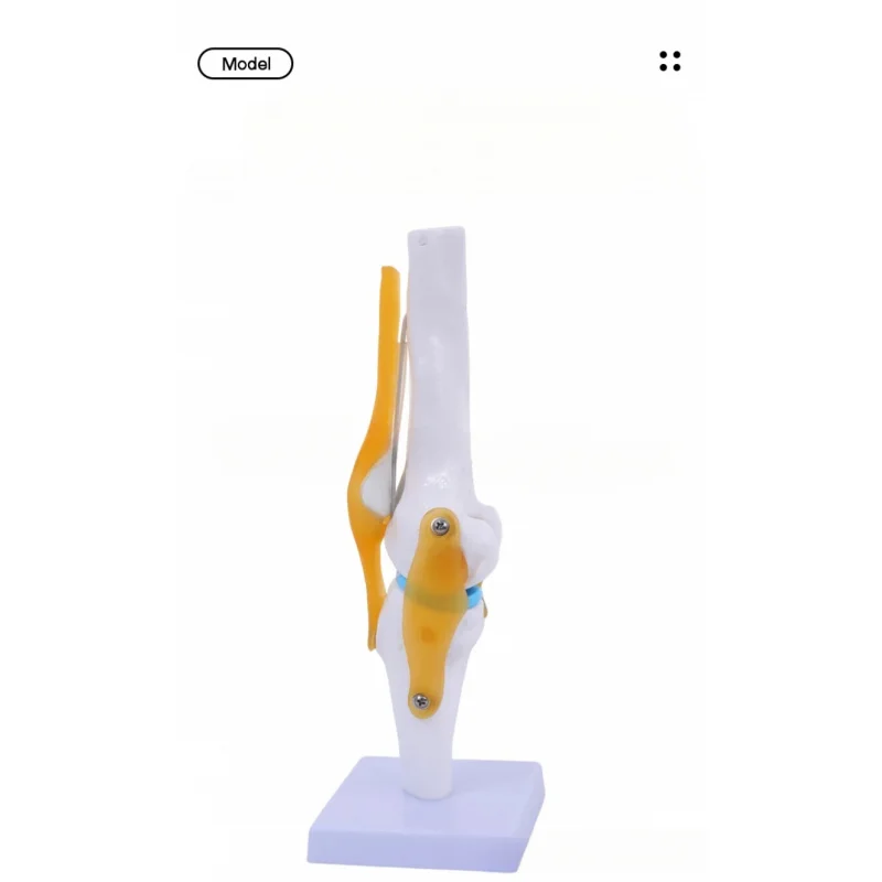 1:1 Life-Size Human Knee Joint Anatomy Model with Ligaments & Patella, Medical Teaching Aid
