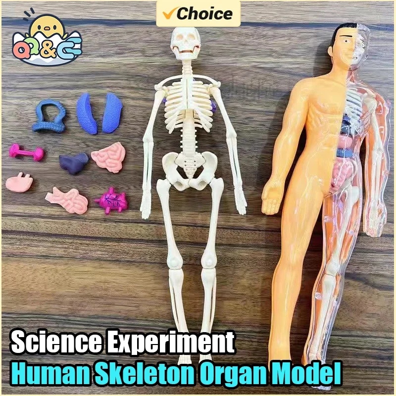 Human Torso Model Children DIY Assembled 3D Puzzle Human with Removable Organ Early Science Education Kid School Medical for Kid