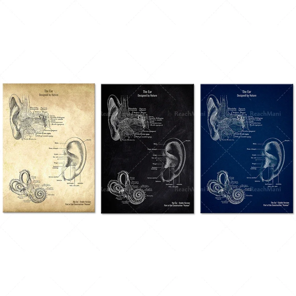 

The Ear Patent Style Anatomy Poster
