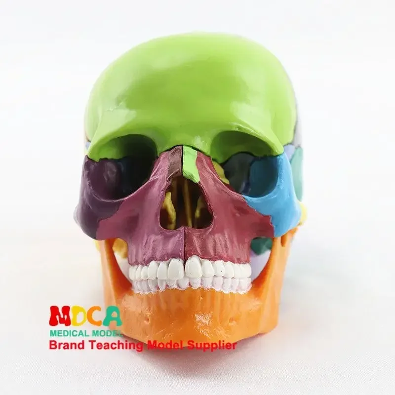 Medical Detachable 15 Parts 1:2 Human Color Skull Model Skull Simulation Skull Model Medical B