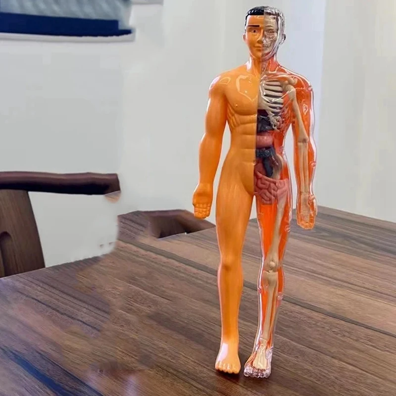 3D Human Body Model For Kid Anatomy Skeleton DIY Organ Assembly Educational School Biological Teaching Aids Tool