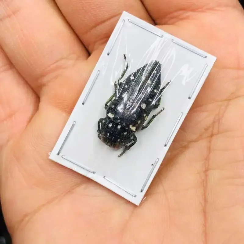 Real Insect  Specimen Dicercomorpha Multiguttata Beetle DIY Living Room Decoration Figurine Carfs Desk Decoration