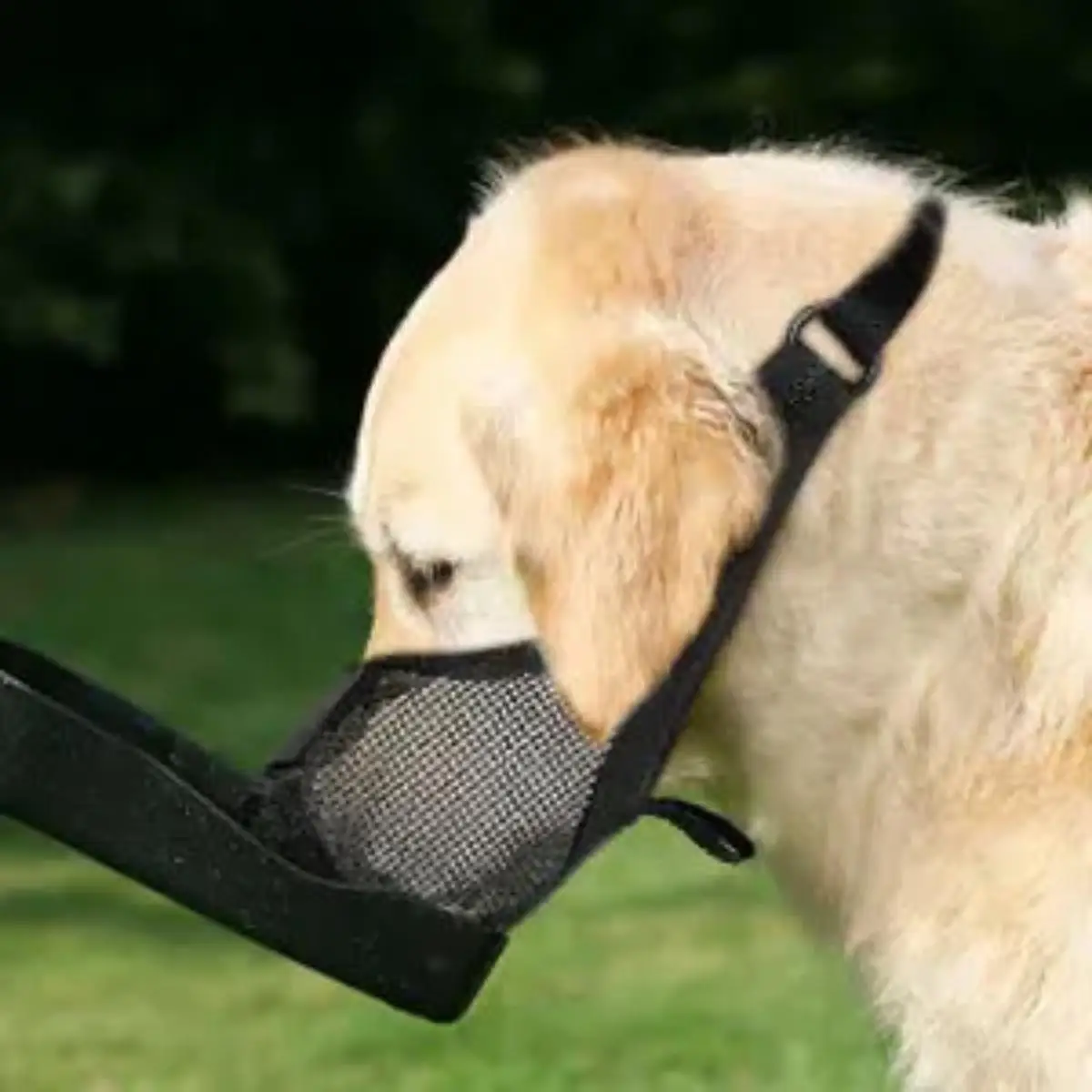 Thumbnail 4 - #8 Pet Muzzles Comparison Guide
