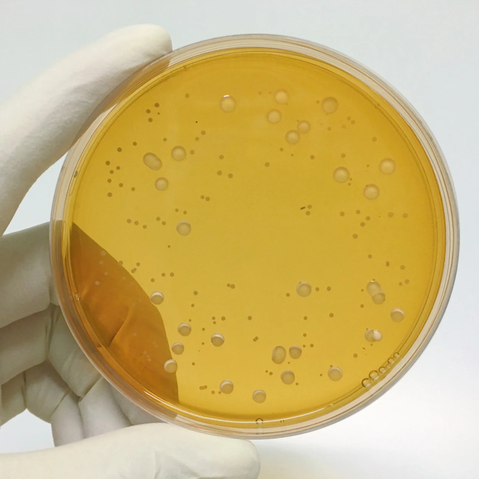 10 Pcs Tank Toy Nutrient Agar Plate Petri Plates Tissue Culture Dish Gel Experiment Supplies