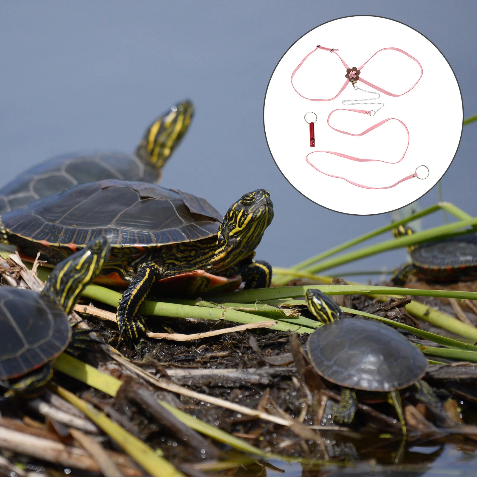 

1Pcs Tortoise Pulling Rope Adjustable Lightweight Turtle Pet Leash Safe Walking Outdoor Party Pet Pulling Rope