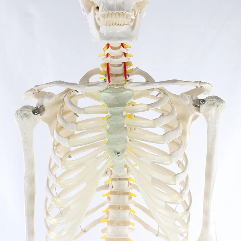 Human Anatomical Skeleton Model 170CM Life Size Clear Bone Texture Include Nerve Roots Plastic Medical Science Anatomy