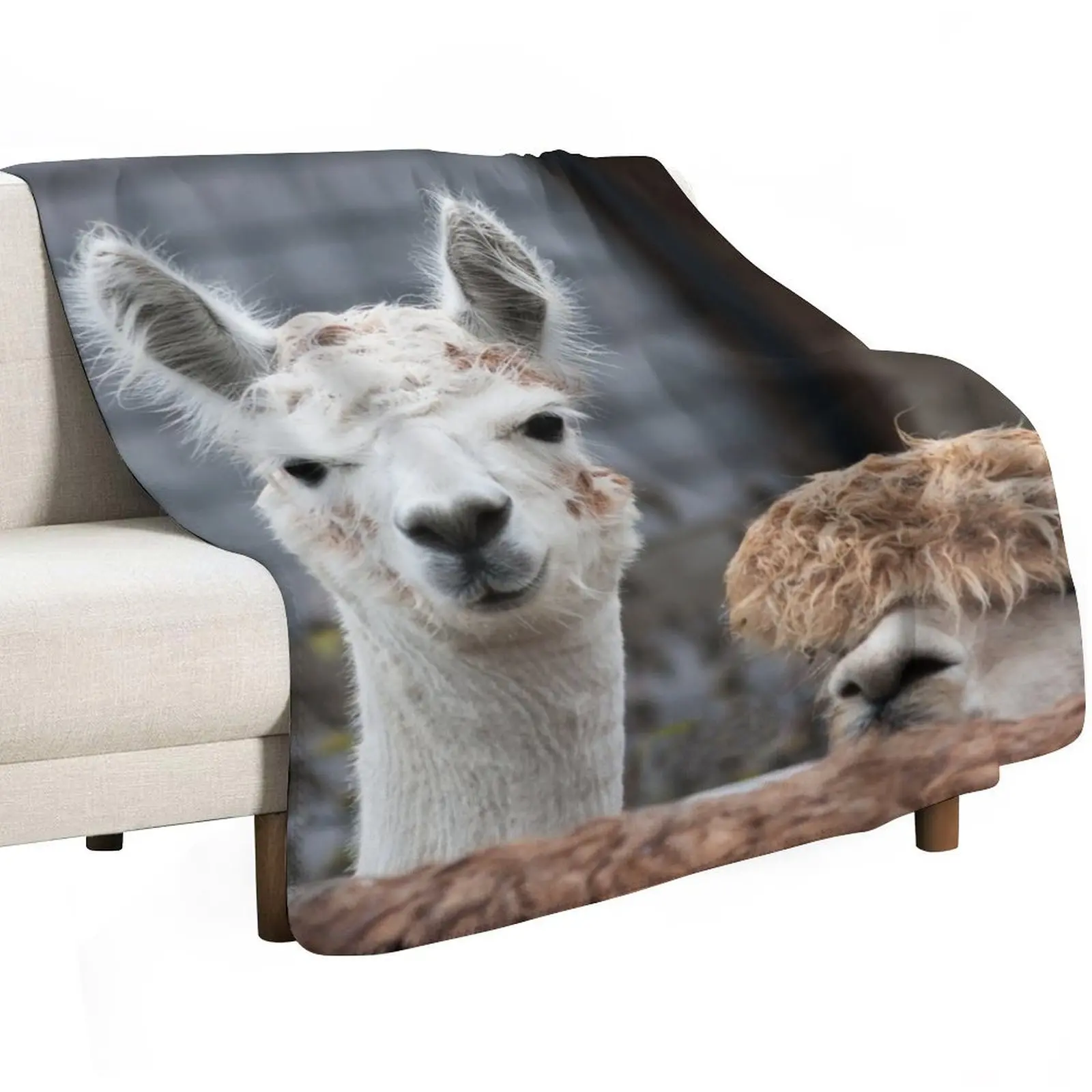 Curious alpacas cute animals Throw Blanket Tourist Furrys Hairy Decorative Beds Moving Sofa Blankets