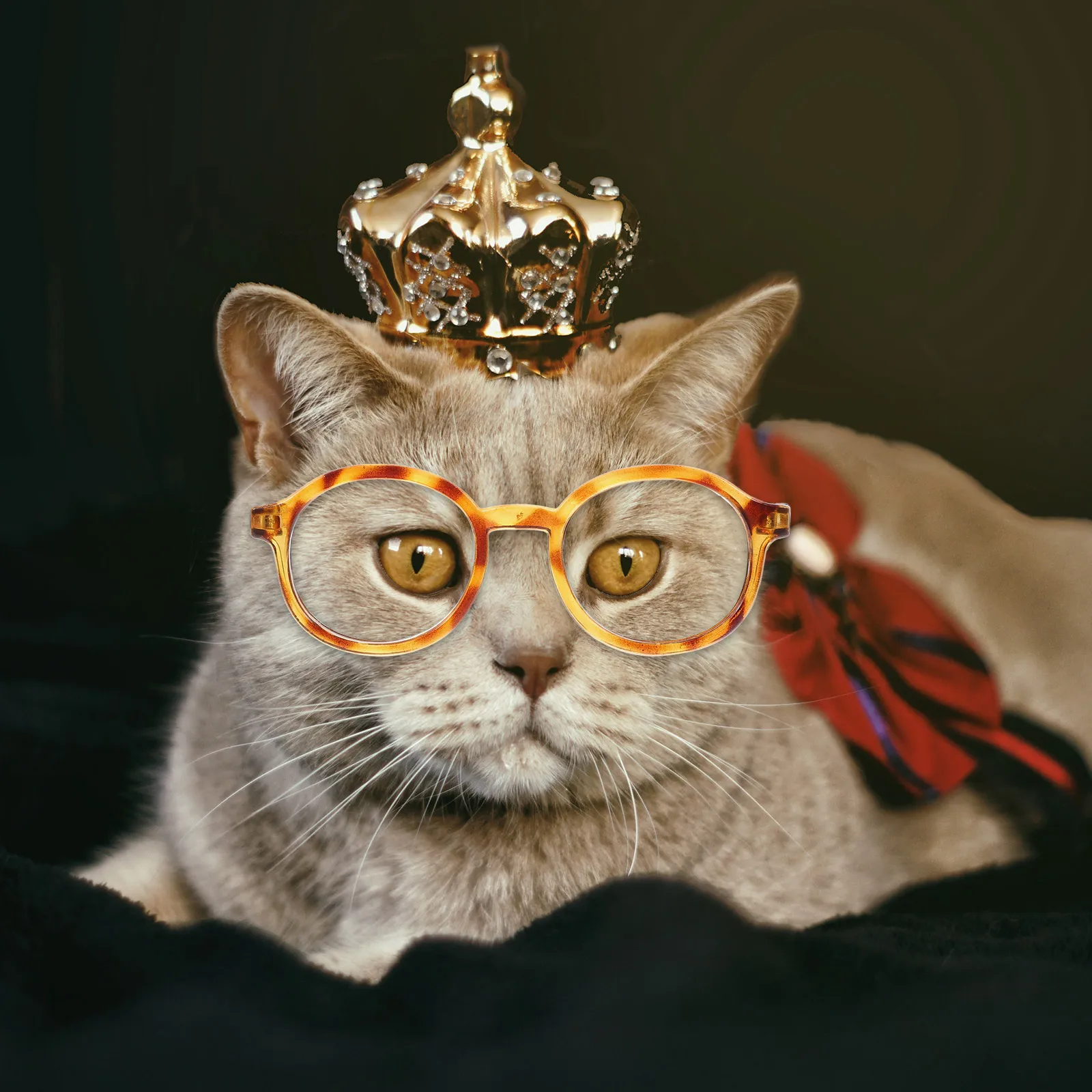 

4Pcs Pet Cat Dog Glasses Sunglasses Stylish Lightweight Comfortable Protective Photo Prop Decorations Dog Glasses