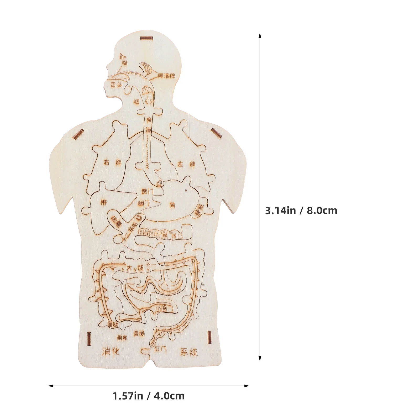 3-teiliges My Body-Puzzle für Kleinkinder – Naturholz-Puzzle für menschliche Anatomie – Geschicklichkeitsgebäude, wissenschaftliches Lernspiel für Kinder – Vorschule