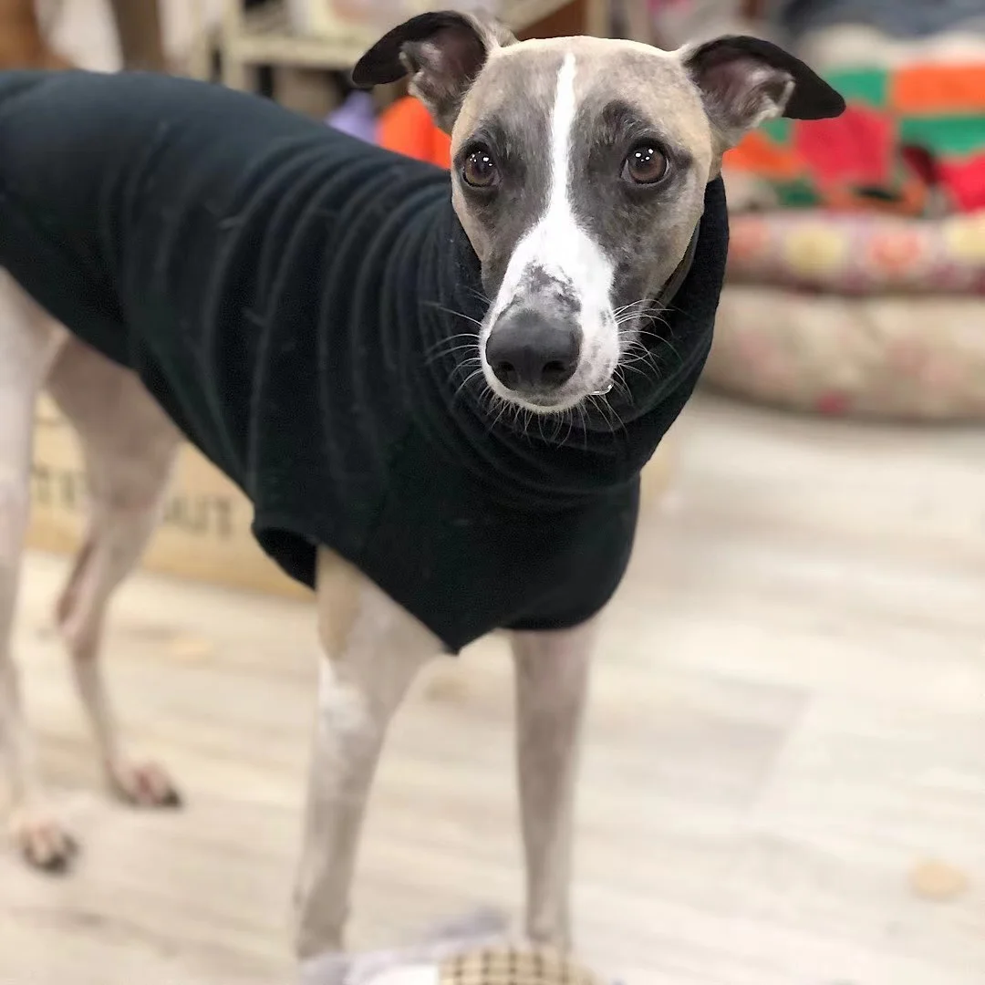 Chaleco de cuello alto para perro, ropa de invierno de lana suave, Galgo Italiano