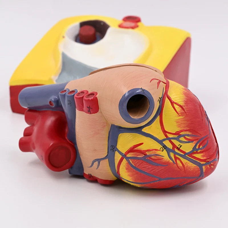A life-size anatomical model of the human heart