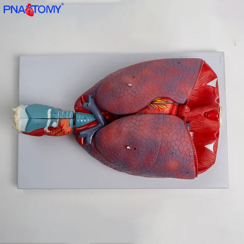 

Natural Adult Human Throat Heart Lung Model Heart Throat Bronchi Respiratory System anatomy Model