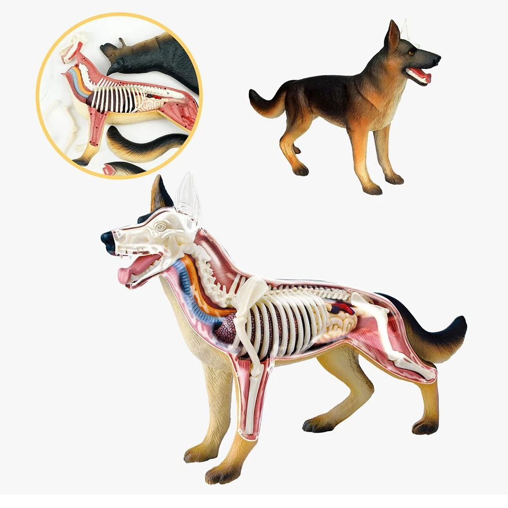 Animal Organ Anatomy Model 4D Dog Intelligence Assembling Toy Teaching Anatomy Model DIY Popular Science Appliances