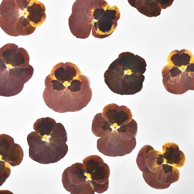 12 قطعة/4-6 سنتيمتر ، خمر بانسي ضغط بتلات بالتنقيط الغراء زهرة جافة إطار صور ذاتي الصنع المرجعية مهرجان بطاقة هدية زهرة الديكور