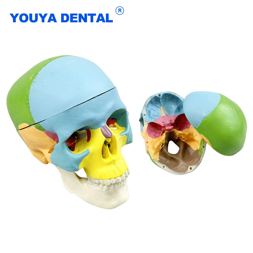 

Mini Human Colorful Skull Model 3D Anatomical Anatomy Medical Model Skeleton Head Studying Teaching Studying Deco Supplies