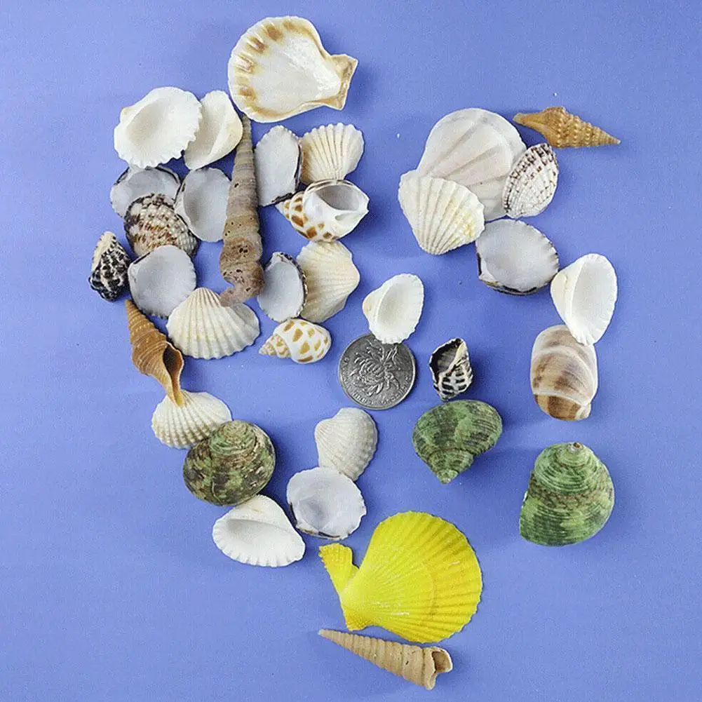 Mixed Sea Beach Shells Crafts Seashells Aquarium Decor Photo Props Shell Coquillage Home Decoration Accessories - Image 6