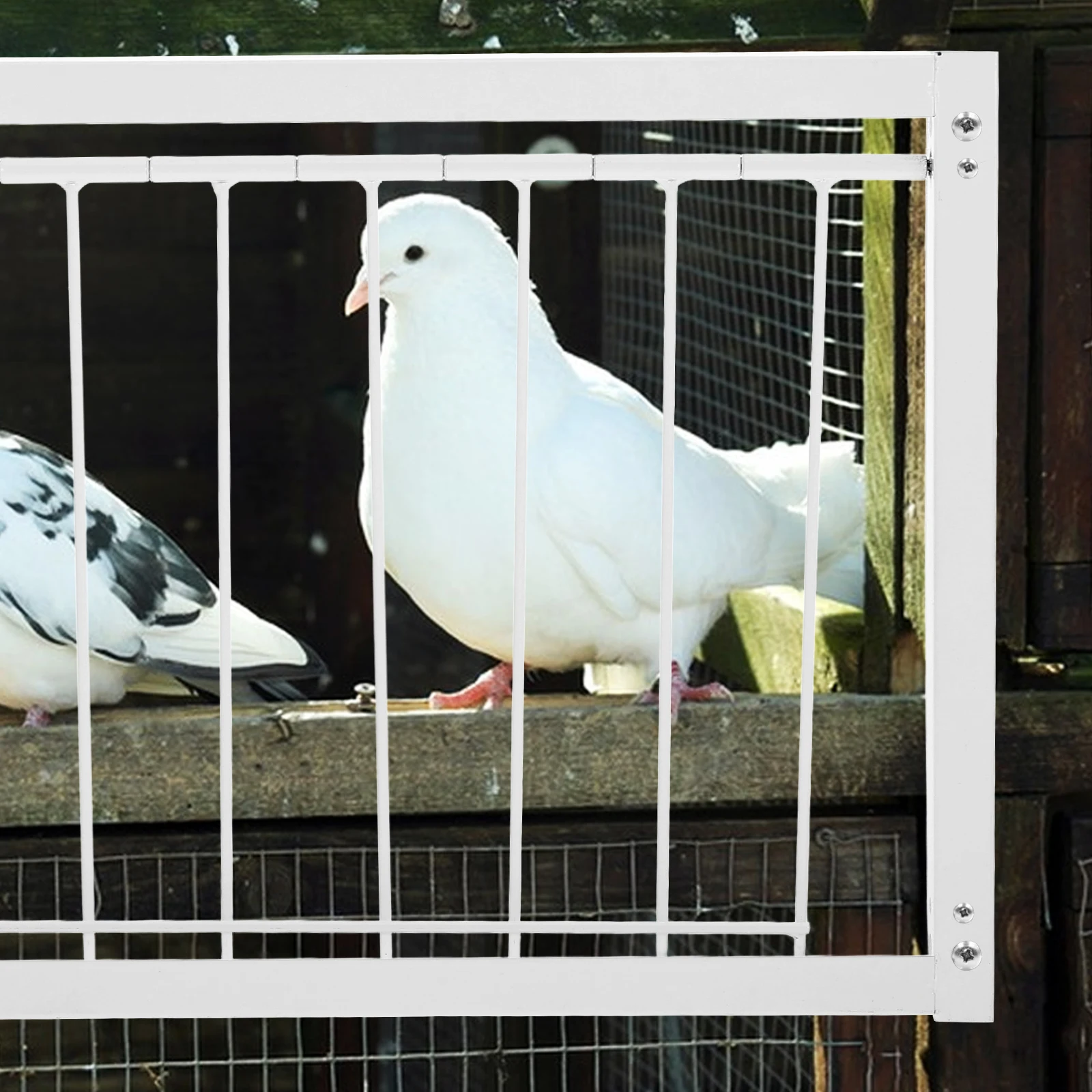 

Stainless Steel Pigeon Trap Door For Racing Pigeon Cage Durable One Way Entrance Bird Door Cage Accessory