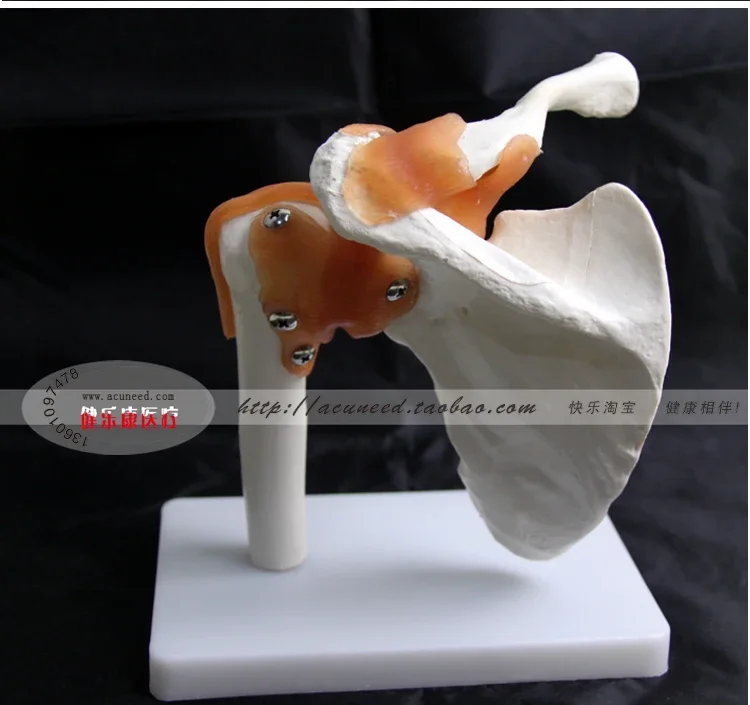 Shoulder Joint Model Human Skeleton Model Joint Skeleton Models Shoulder Bone Muscle Joint Anatomical Models