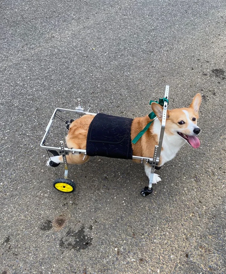 Four-Wheel Bracket Disabled Dog Auxiliary Walking Dog Wheelchair Rear Limb Paralysis Scooter Large Small Dog Bracket