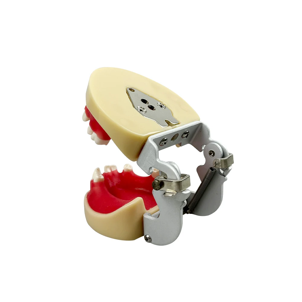 نموذج زراعة الأسنان المفقودة للأسنان أبحاث الأسنان نموذج للتدريس تدريب طلاب الأسنان وضع التدريس #3