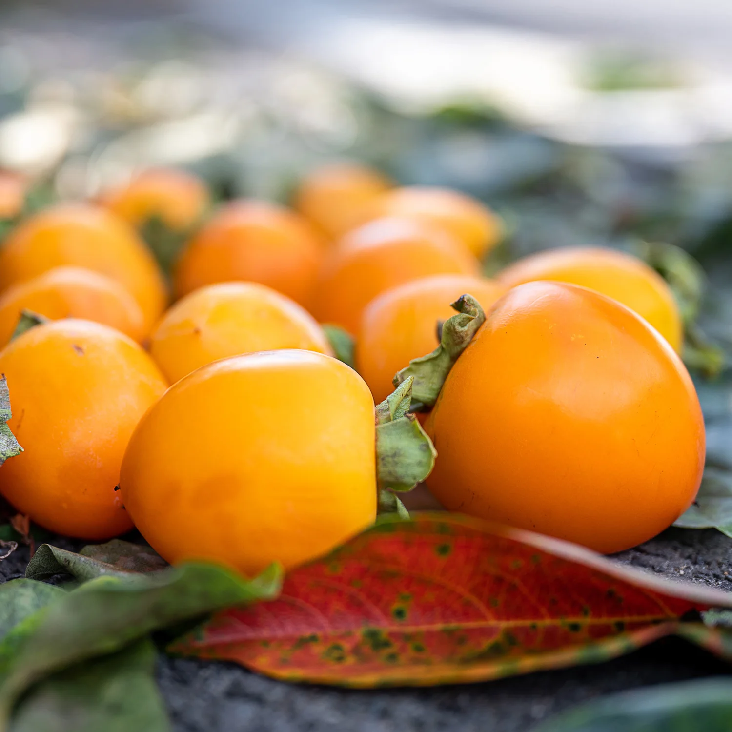 ديبونج البرسيمونز