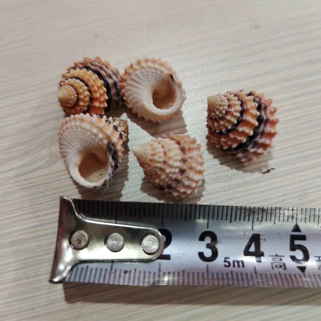 Clanculus puniceus,Purplish Clanculus,Natural Conch Shell Collection Specimen, Crab Replacement Shell