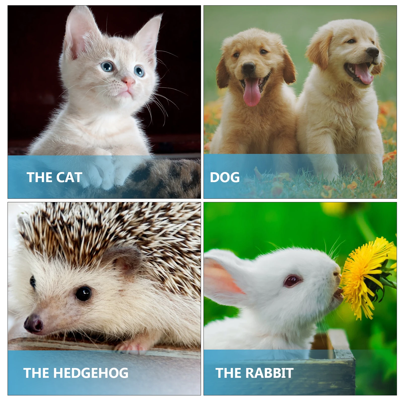 

Pet Feeding Bottle Nurser Bottles 2 Sets 60 ML Silica Gel Kit Puppies Kittens Milk Feeder Easy Cleaning Brush Dog Supplies Pet