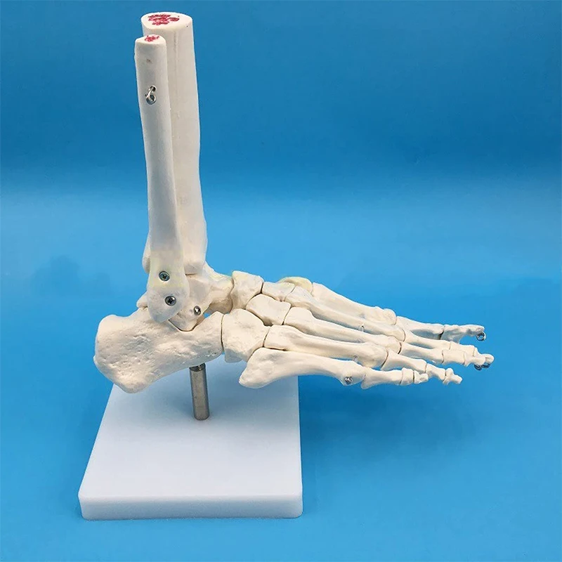 Human Joint Model Hand Foot Joint Bone Model Hingh Quality Pvc Statues Medical Teaching Supplies Art Painting Props