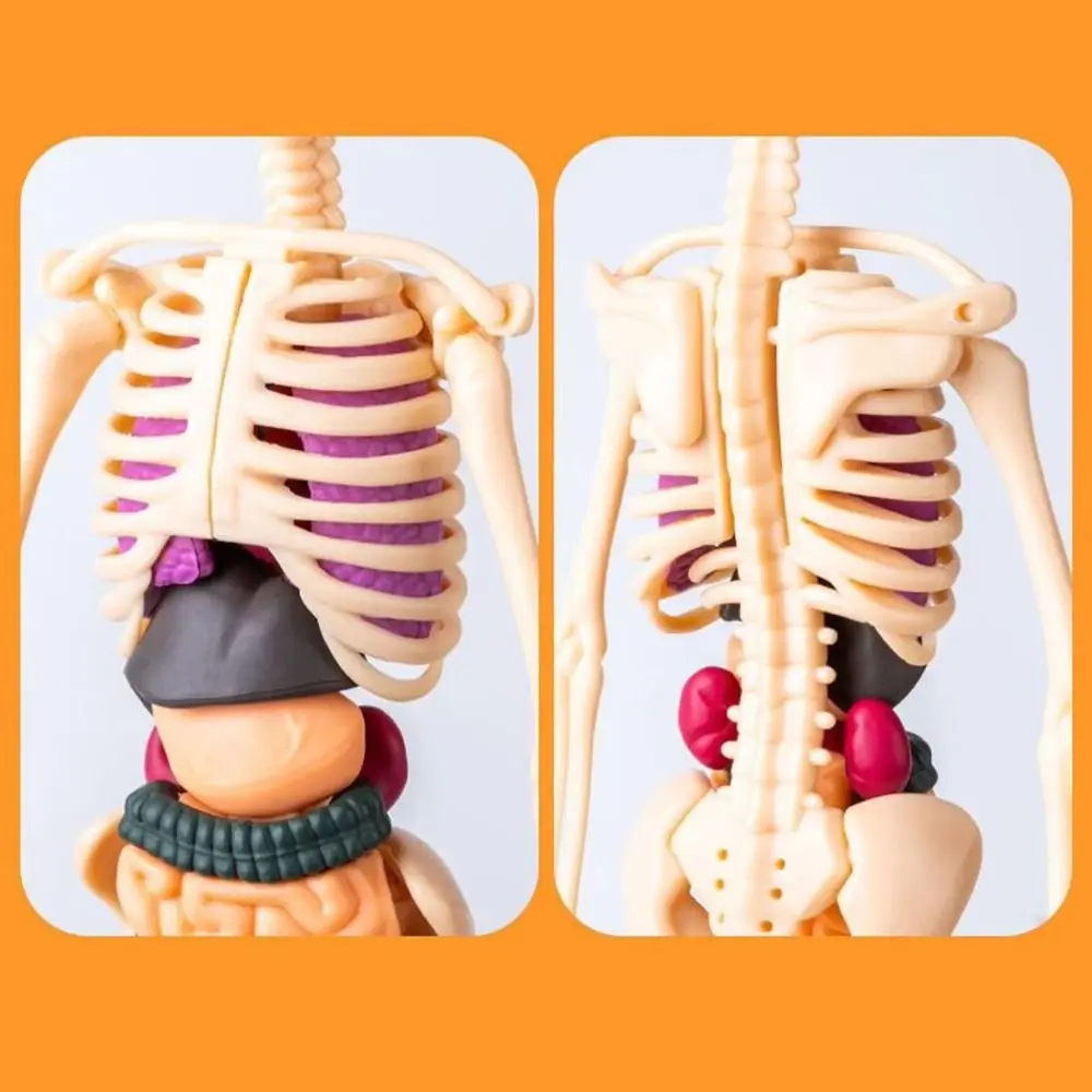 Modello di torso umano in plastica 3d Costruzione trasparente Scienza Puzzle cognitivo Manichino fai da te Modello di scheletro Montessori