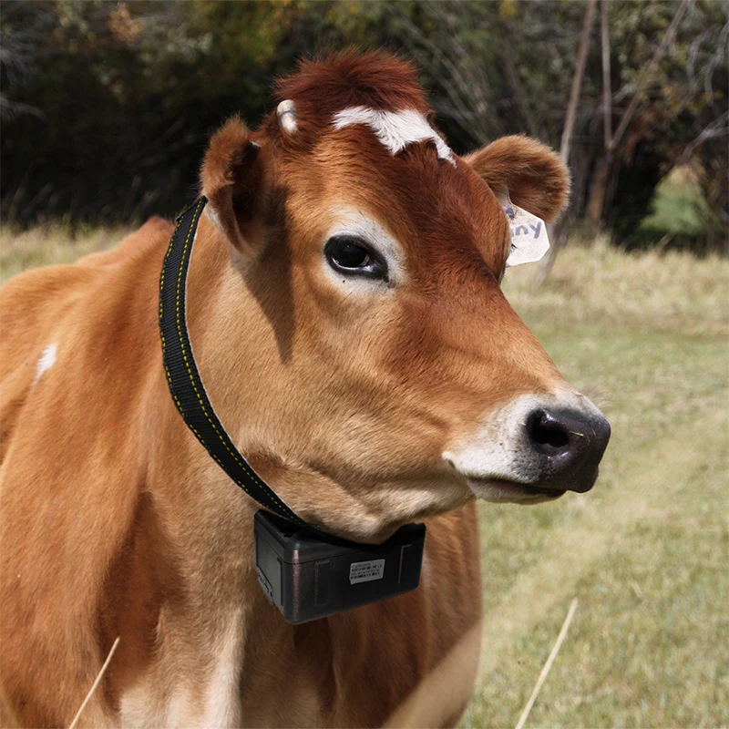 

Newly Released IoT 4G TDD Animal GPS Tracker with Long Battery Life for Pets