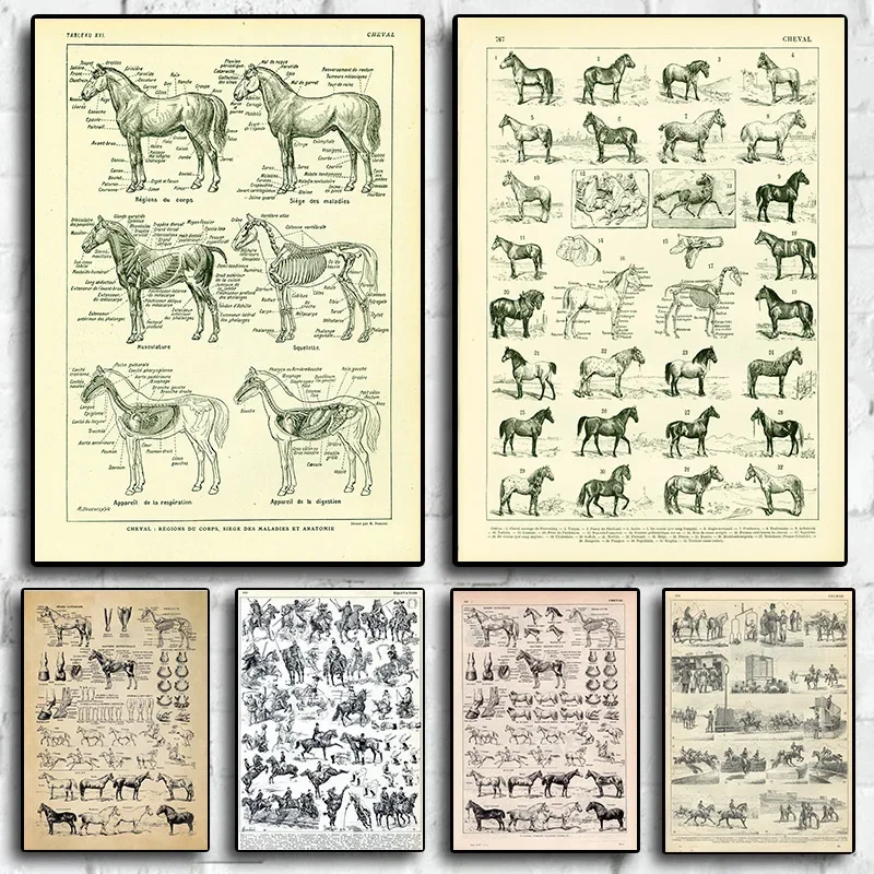 Pósteres e impresiones de pintura en lienzo, anatomía de caballos Vintage/Razas, ilustración francesa ecuestre, educación médica