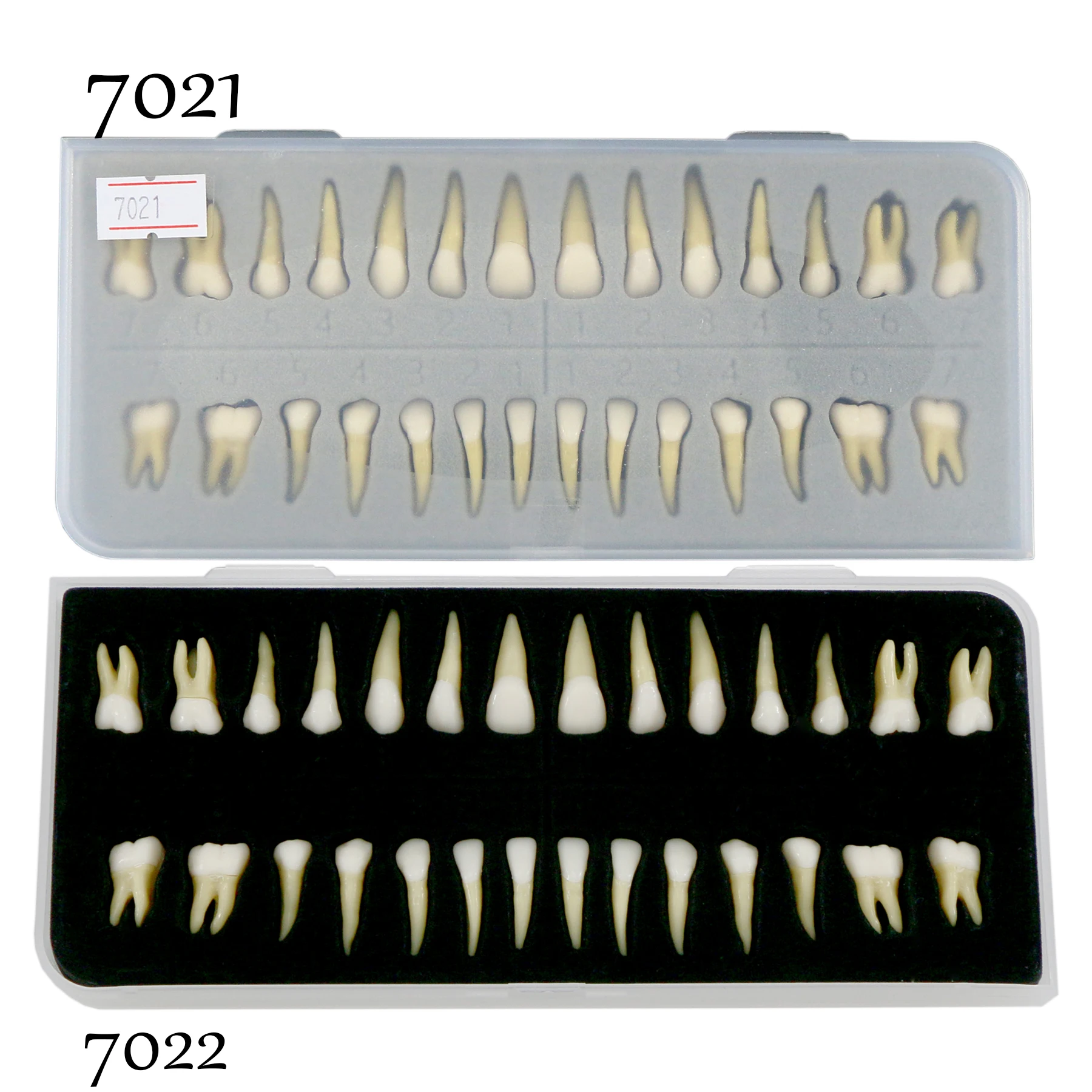 

Dental Model Teeth Demonstration Teach 28 Pcs 32PCS 1:1 Full Permanent Adult For Study Tooth M7021 M7022