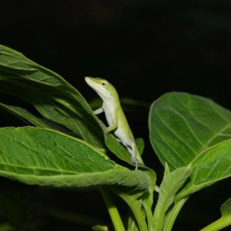 

1 шт., 6 мм, 8 мм, выпускная насадка M6 M8, алюминиевая система с водяным охлаждением, медная насадка с резьбой, насадки для разбрызгивания воды для радиоуправляемой лодки