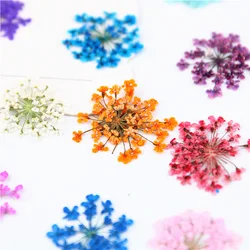 12/24Pcs Pressed Flower Snowdrop Lace Flower Plant Herbarium For Nail Art Acesories Craft Phone Shell Bookmark Decoration Flower